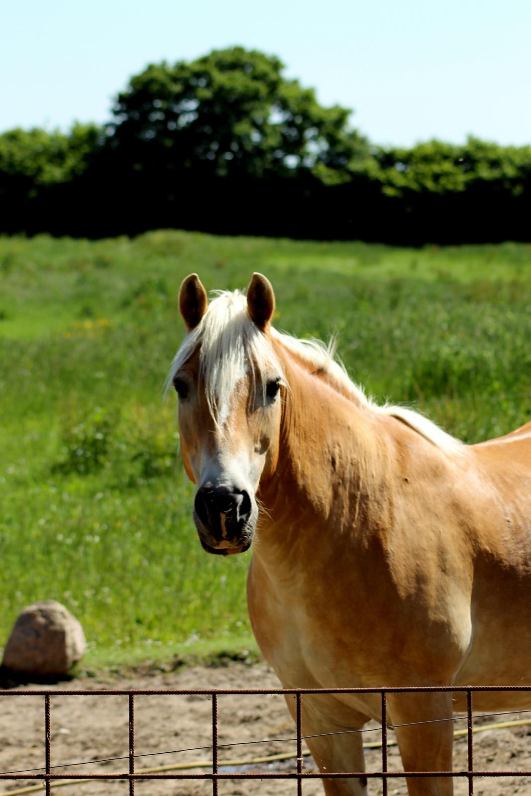 Haflinger Marko billede 16