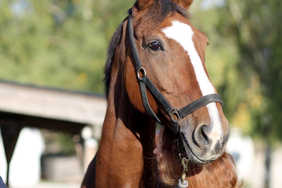 Holstener Armageddon - Kønne unge <3 billede 3