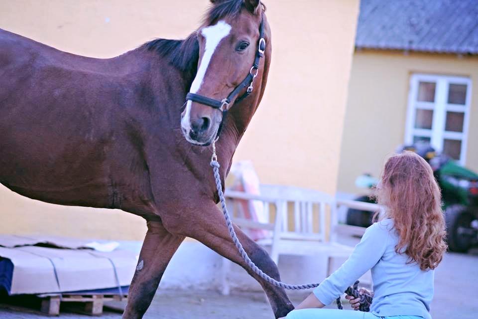 Holstener Armageddon - udstrækning<3 billede 10