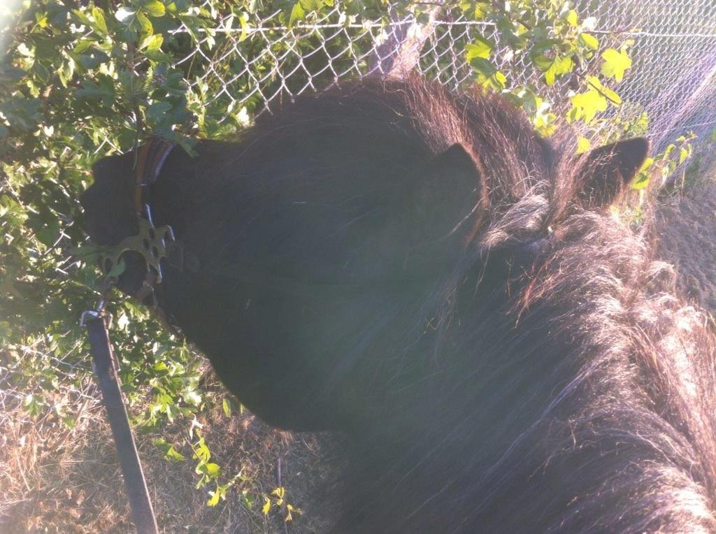 Islænder Frami billede 8