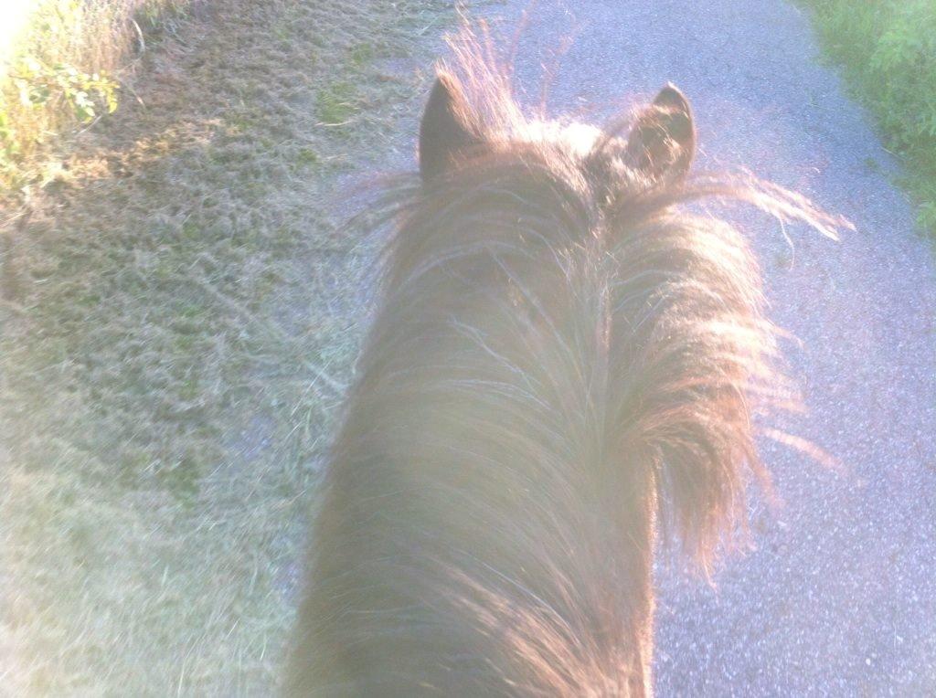 Islænder Frami billede 9