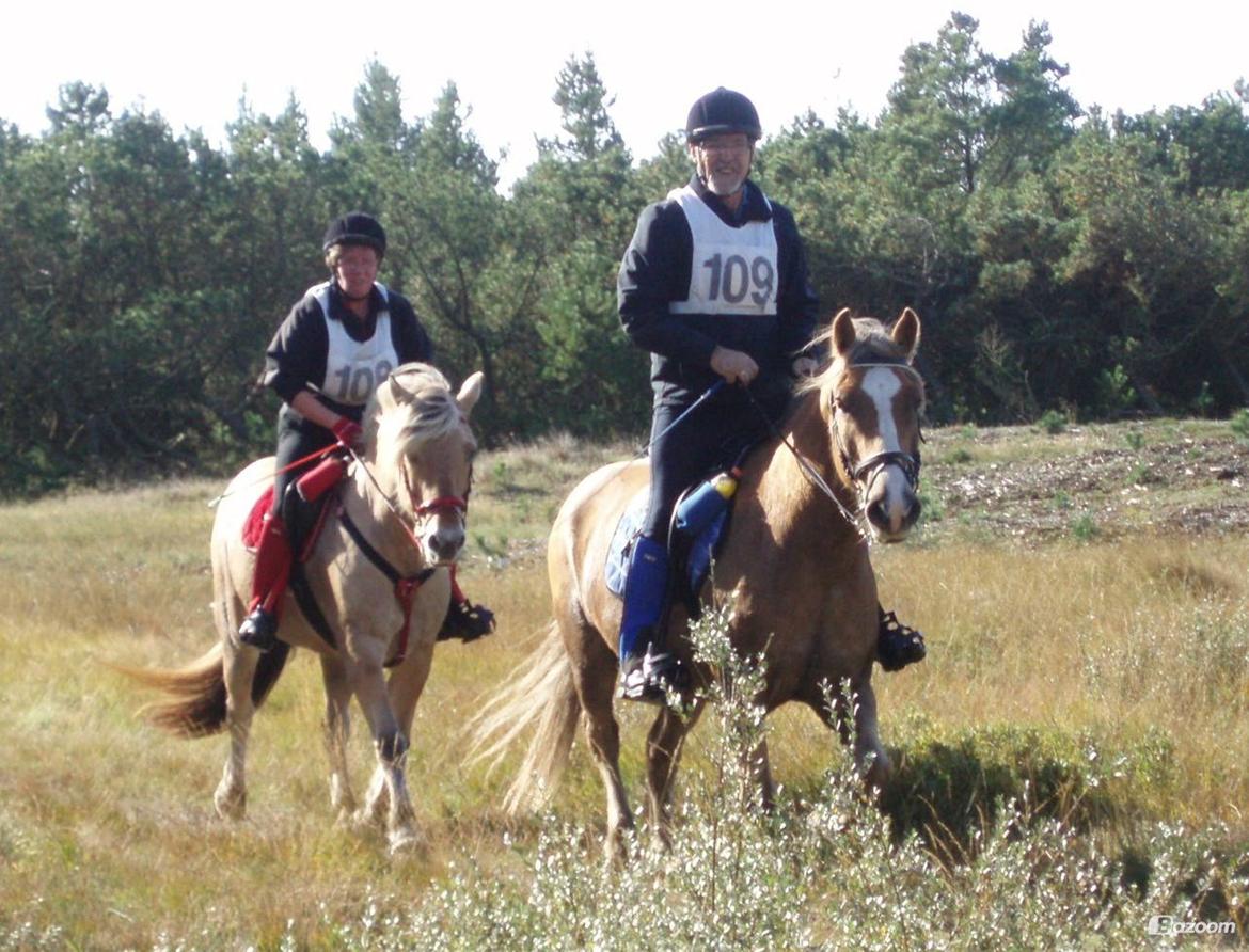 Fjordhest LINDEGAARDS ZARINA - Blåbjerg 2014 billede 36
