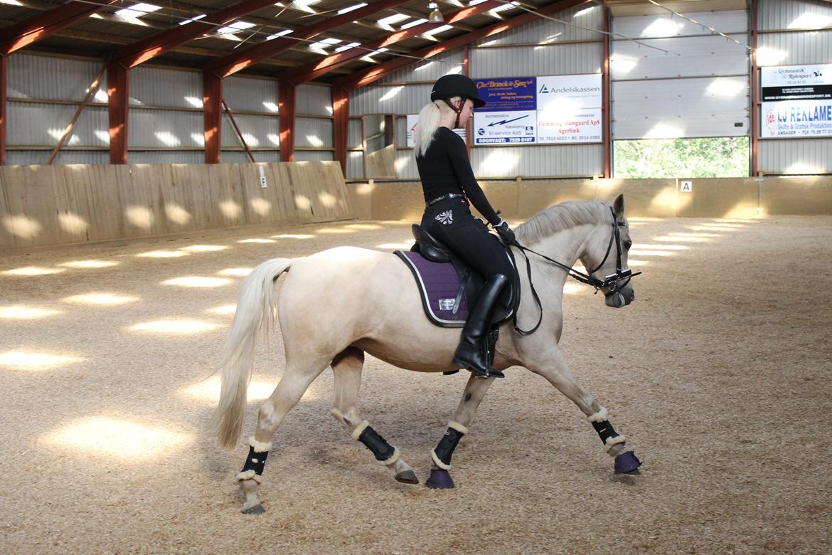 DSP Attention - Super skønt at kunne ride hende selv, uden longe og trækker mere :) billede 12