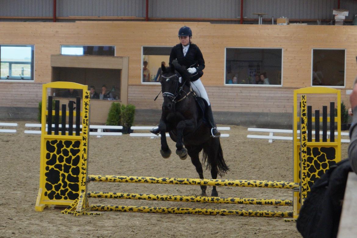 Dansk Varmblod Tekno - Han synes det er SÅ sjov, undskyld for min opstilling. 0 fejl + hurtigste tid <3 billede 15