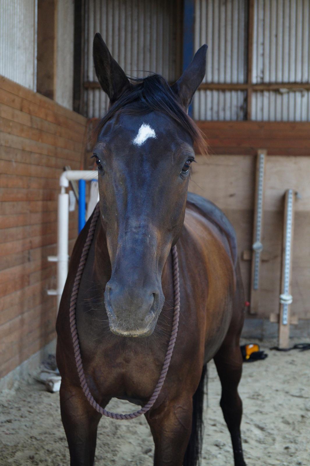 Dansk Varmblod Tekno - Hvem har den dejligste hest??? MIG <3 billede 9