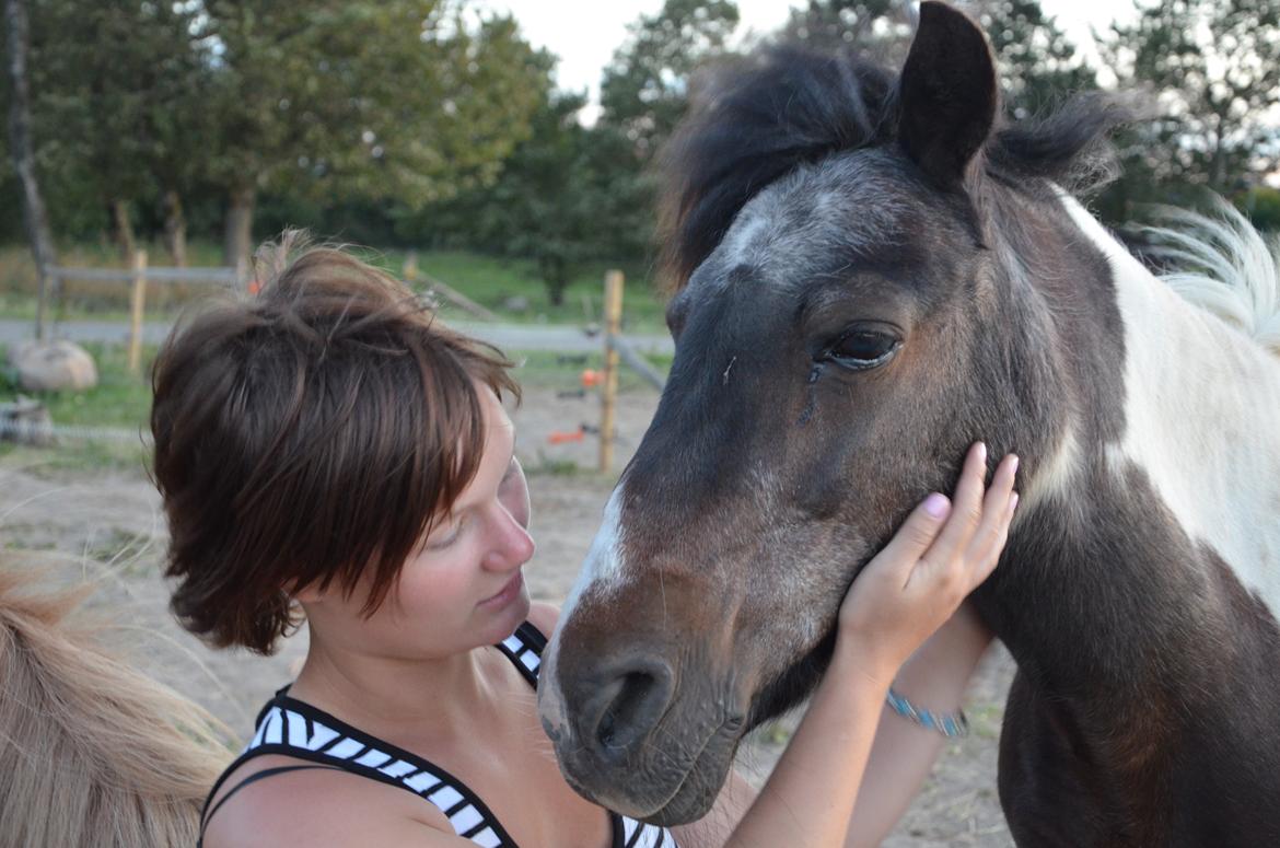 Shetlænder Karoline (Pony) - <3 2014 billede 3