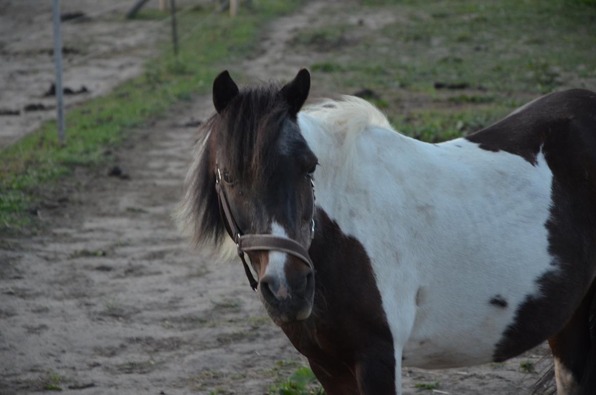 Shetlænder Karoline (Pony) - Min smukke, smukke pony ... 2014 billede 2