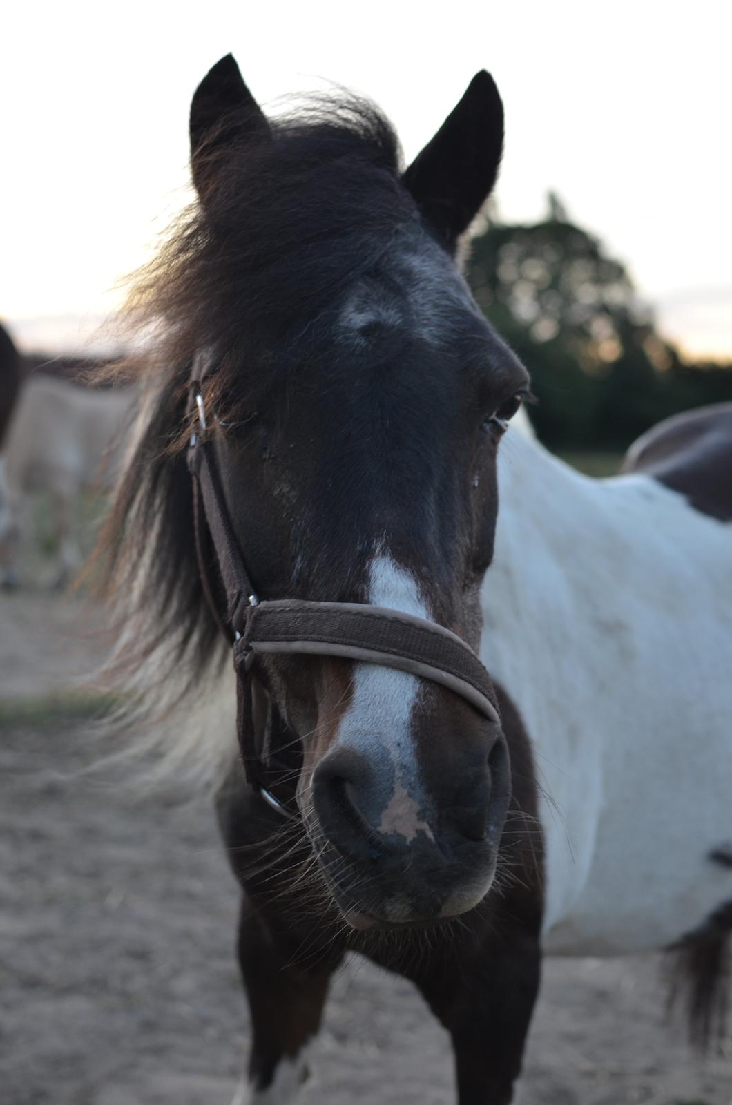 Shetlænder Karoline (Pony) - Skønne, blide, loyale væsen. <3 2014 billede 19