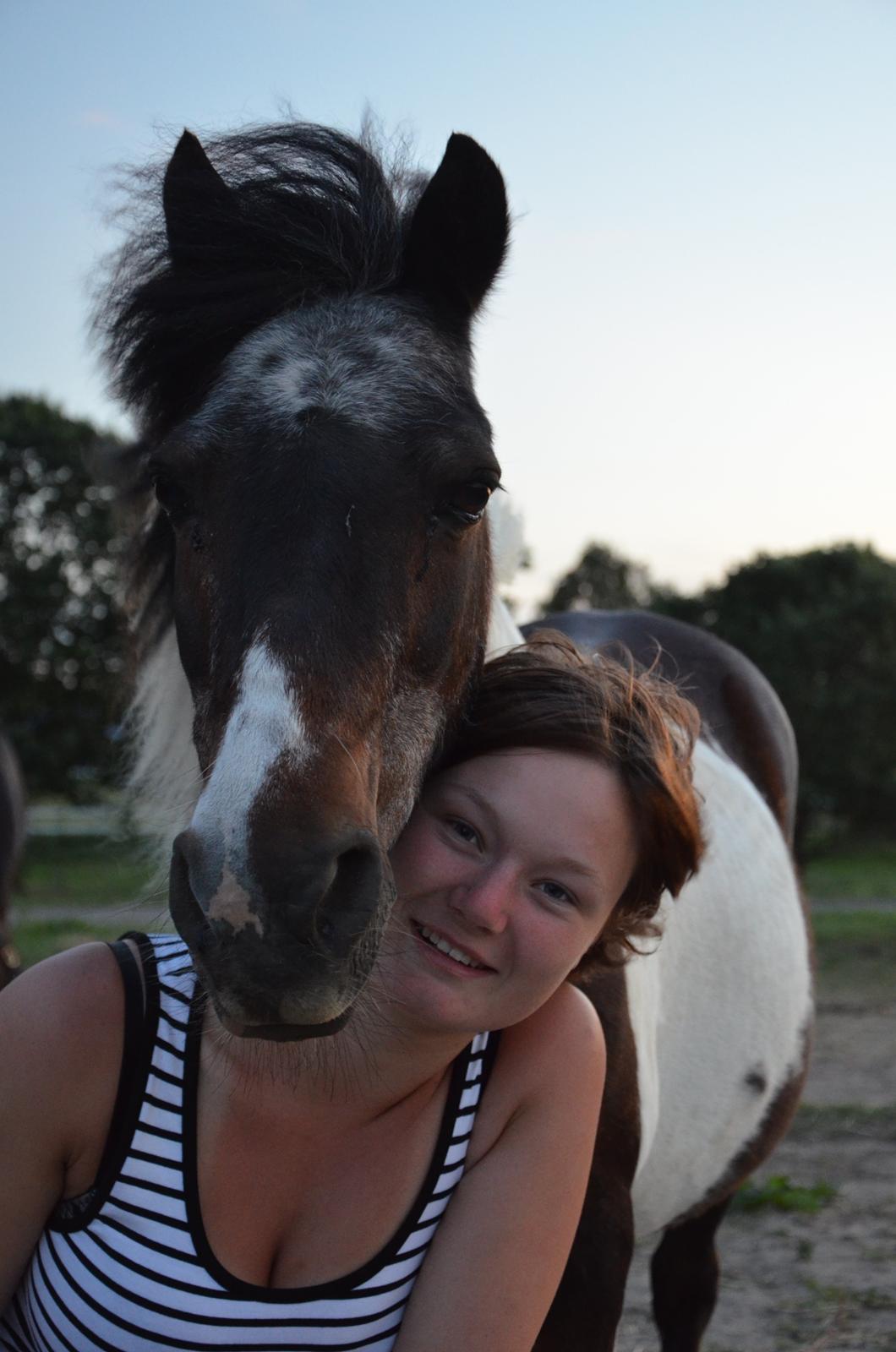 Shetlænder Karoline (Pony) - Hyggepony <3 2014 billede 4