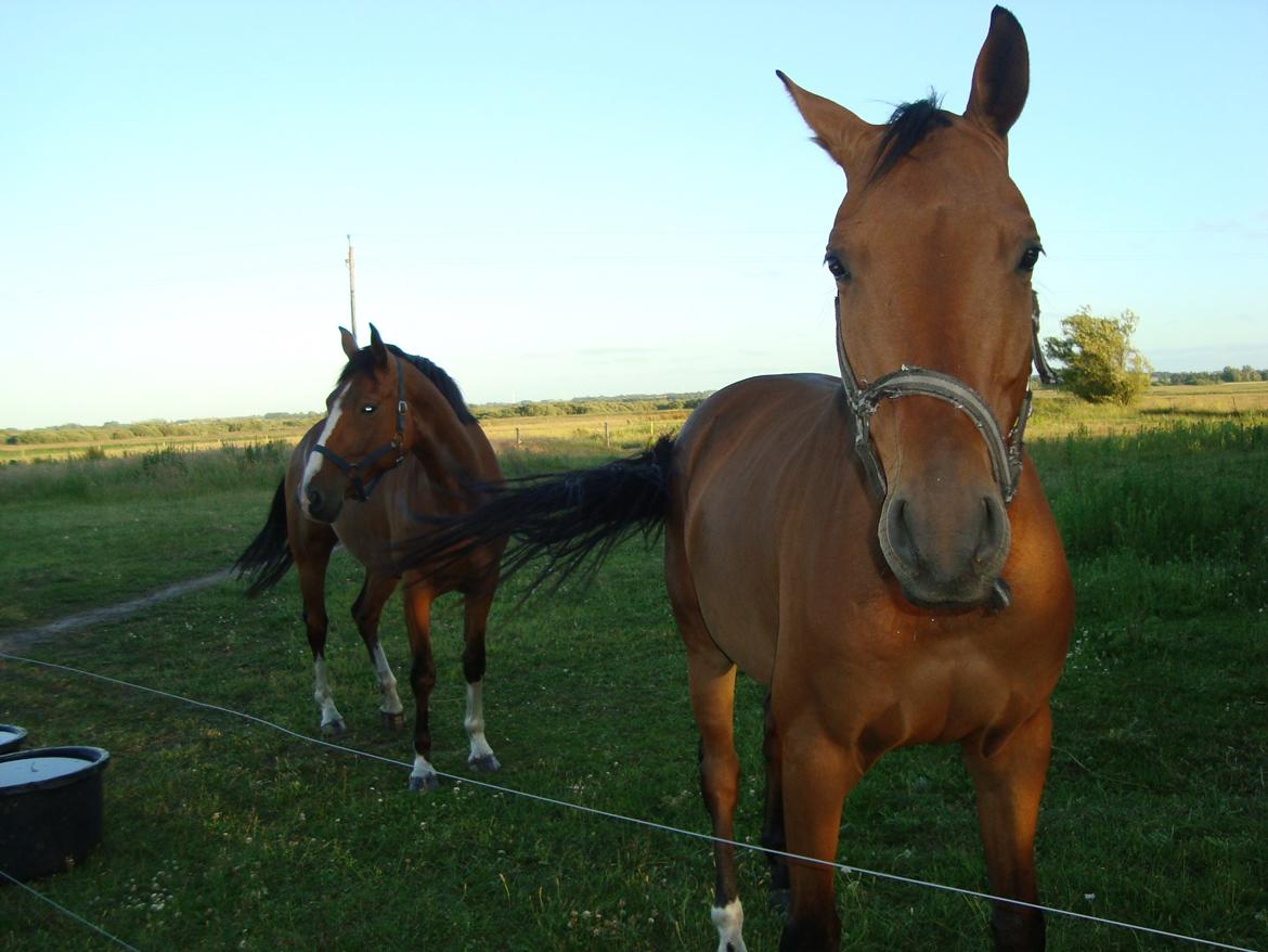 Dansk Varmblod Check Point - Checkpoint og hans nye veninde Josi der kommer fra tyskland. Den skal jeg også ride på. billede 1