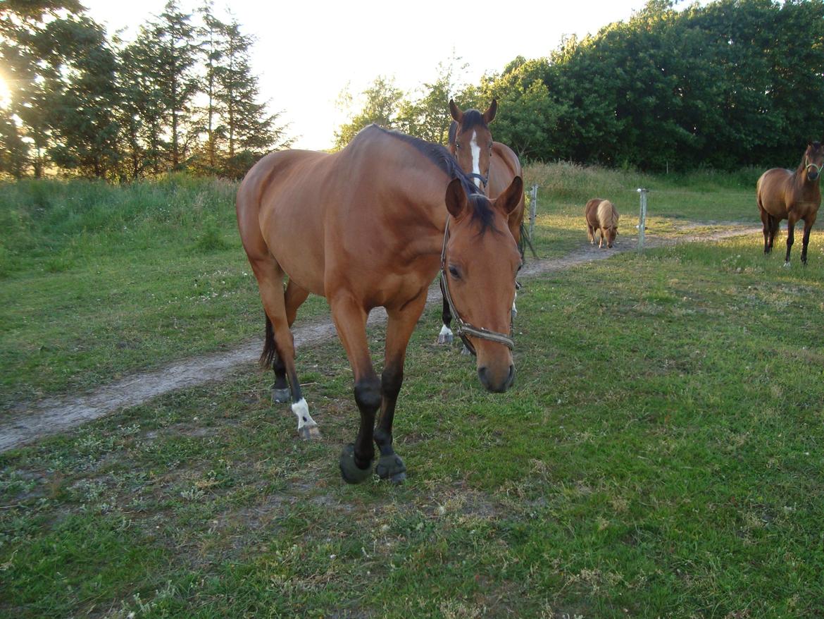 Dansk Varmblod Check Point - Han er træt efter at ha redet undervisning, men han klarede det godt. billede 12