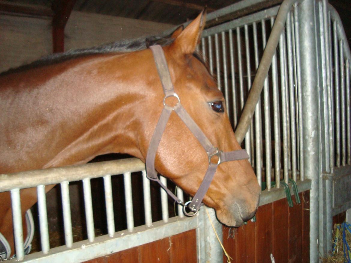 Dansk Varmblod Check Point - Så er han kommet i nye omgivelser. Håber han bliver glad for det nye sted. Mon de andre snart kommer ind til mig. billede 14