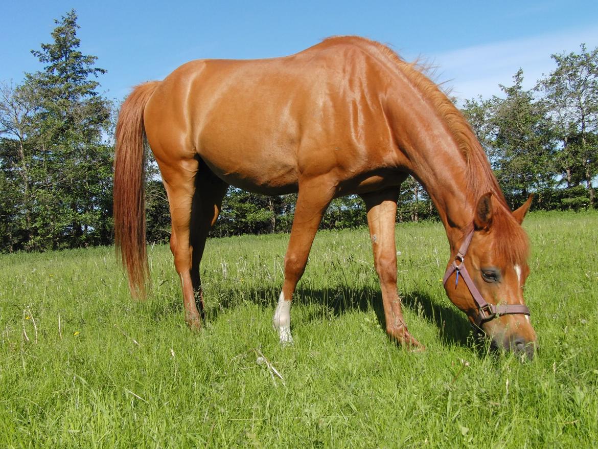 Arabisk fuldblod (OX) BS Miraculix OX billede 1