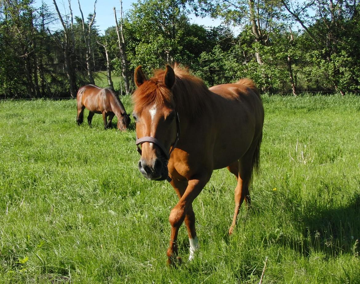 Arabisk fuldblod (OX) BS Miraculix OX billede 2