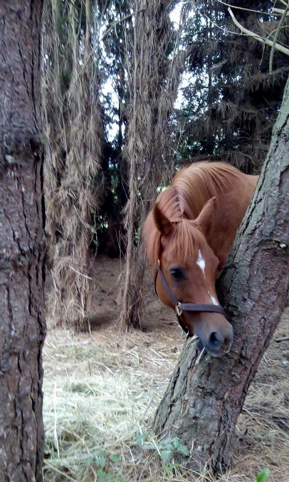 Arabisk fuldblod (OX) BS Miraculix OX billede 3