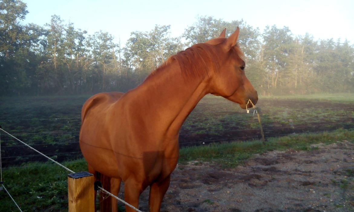 Arabisk fuldblod (OX) BS Miraculix OX billede 4