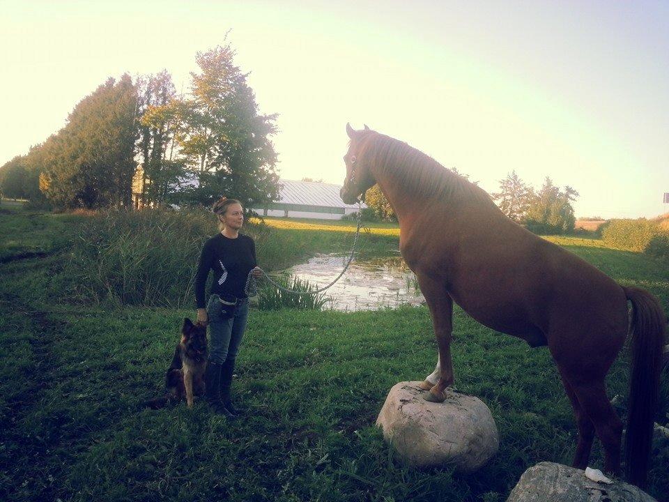 Arabisk fuldblod (OX) BS Miraculix OX billede 6