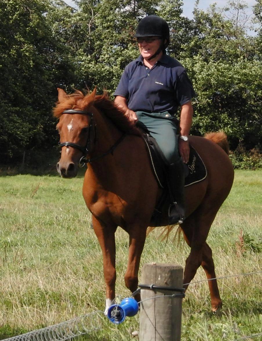 Arabisk fuldblod (OX) BS Miraculix OX billede 5