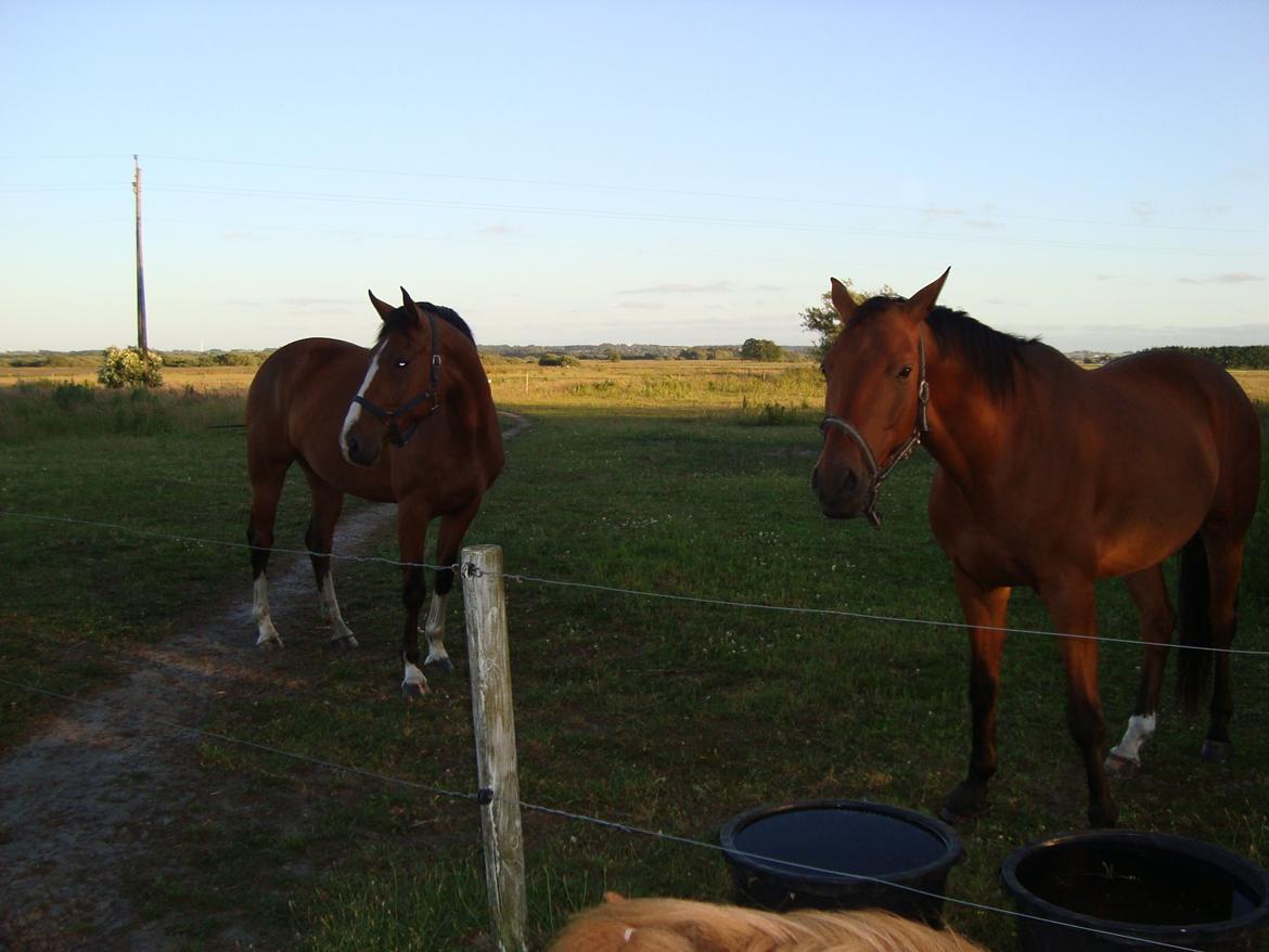 Oldenborg Josi - De er glade for hinandens selvskab. billede 5