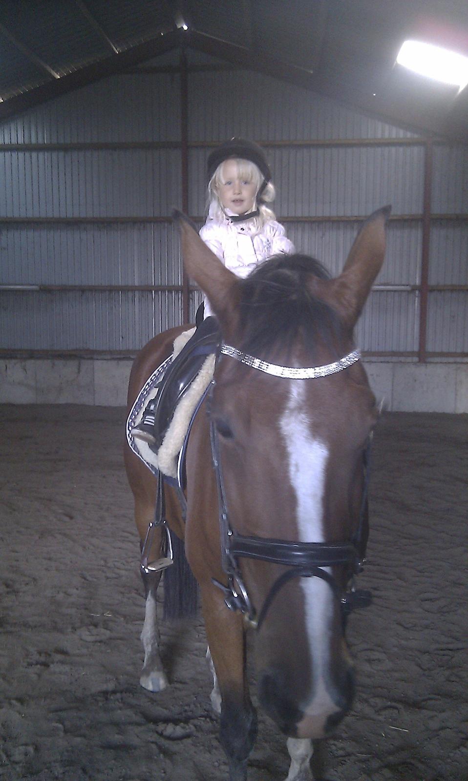 Oldenborg Josi - Min datter på 3 1/2 kan også skridte rundt på hende. Hun siger det er hendes hest og bedste ven. billede 3