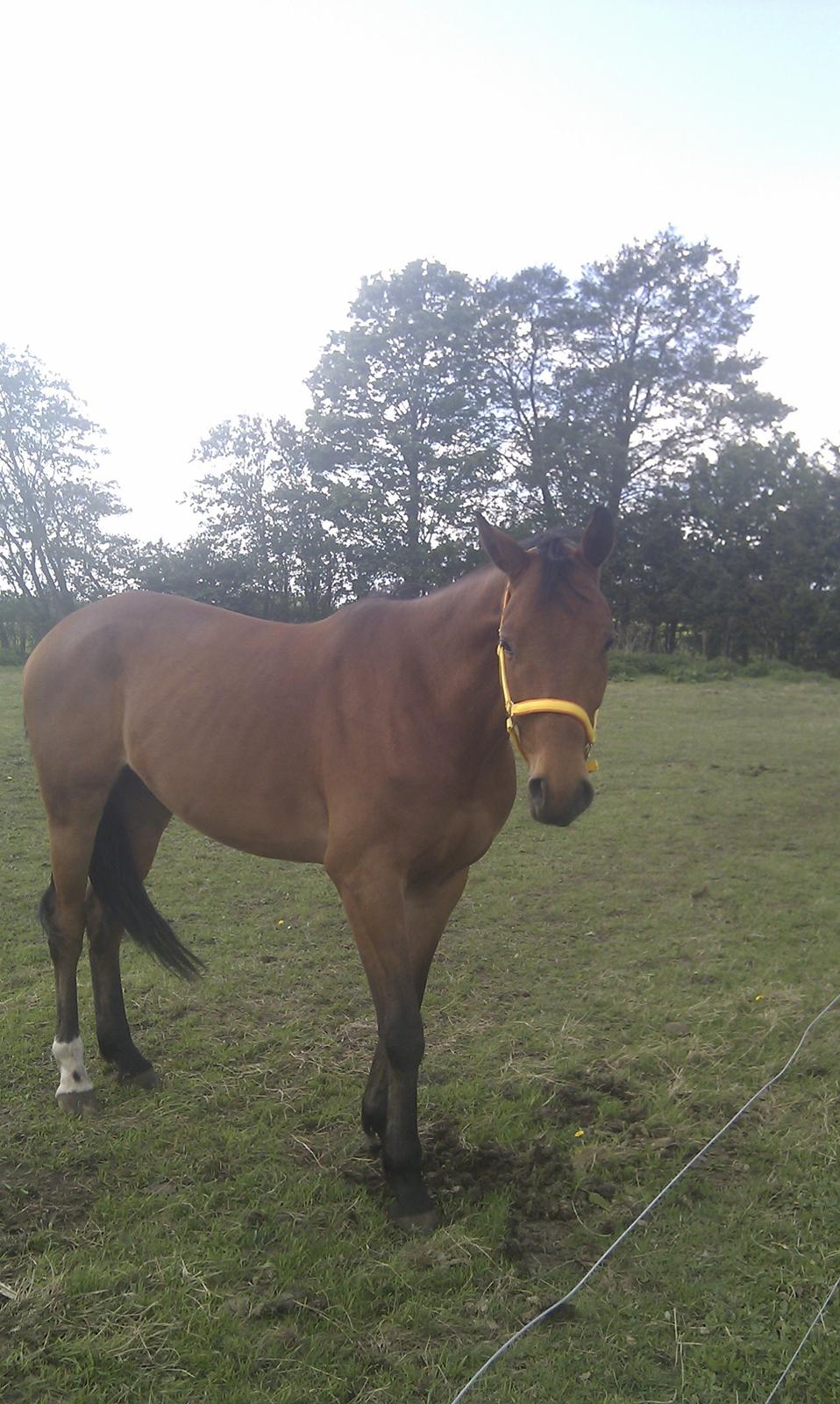Dansk Varmblod Check Point - Første sommer med pointer, vi nyder hinanden og det gode vejr 2013 billede 7