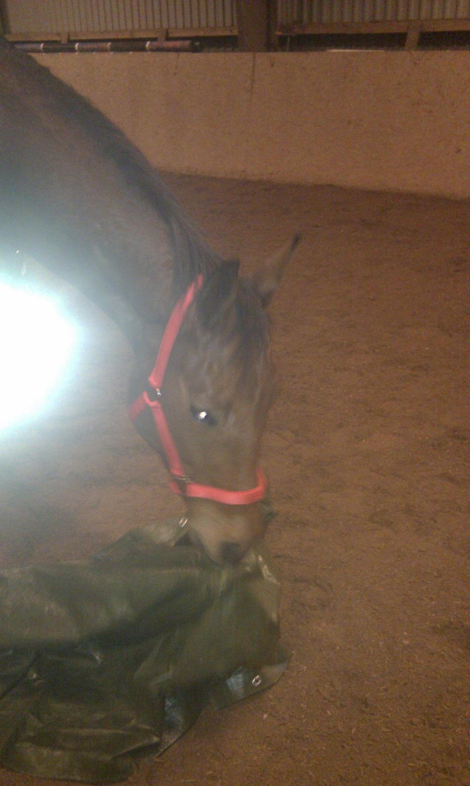 Dansk Varmblod Check Point - Her leger vi med pressening og mon man kan spise sådan en. Det skal prøves. billede 9