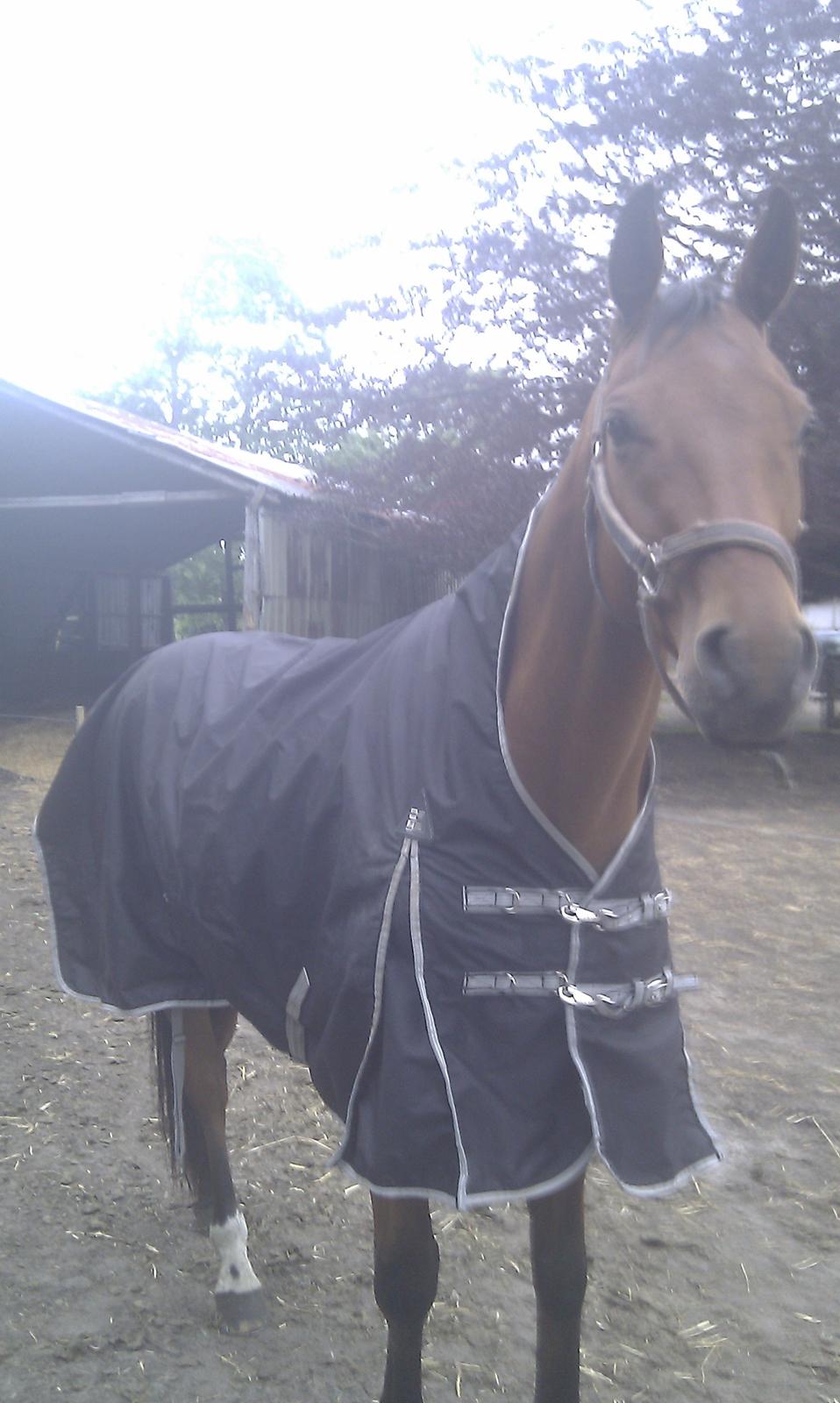 Dansk Varmblod Check Point - Se mit nye dækken, med høj hals så jeg ikke får vand i nakken. billede 13