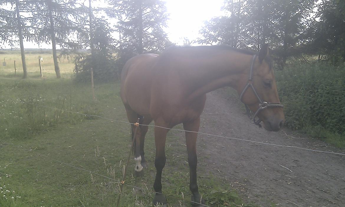 Dansk Varmblod Check Point - En meget træt hest efter en tidlig morgen ridning. Man må stå før op end insekterne. billede 10