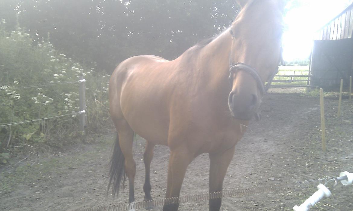 Dansk Varmblod Check Point - Kan mor ikke lade mig sove i fred. Hun har været hård ved mig idag. billede 11