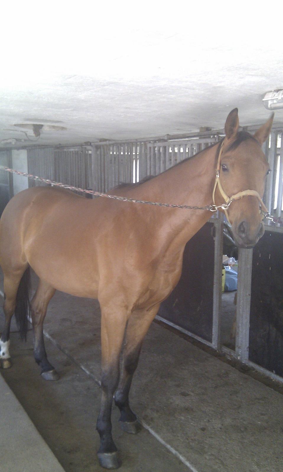 Dansk Varmblod Check Point - Så er vi nået til at skal børstes uden de andre er i stalden. Man er ikke helt stolt ved situartionen. billede 8