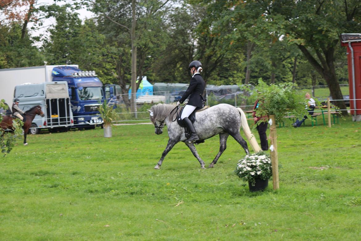 Dartmoor Innis Komtesse billede 5