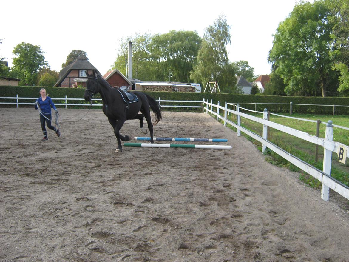 Pinto Horsebjerg Wizard billede 8