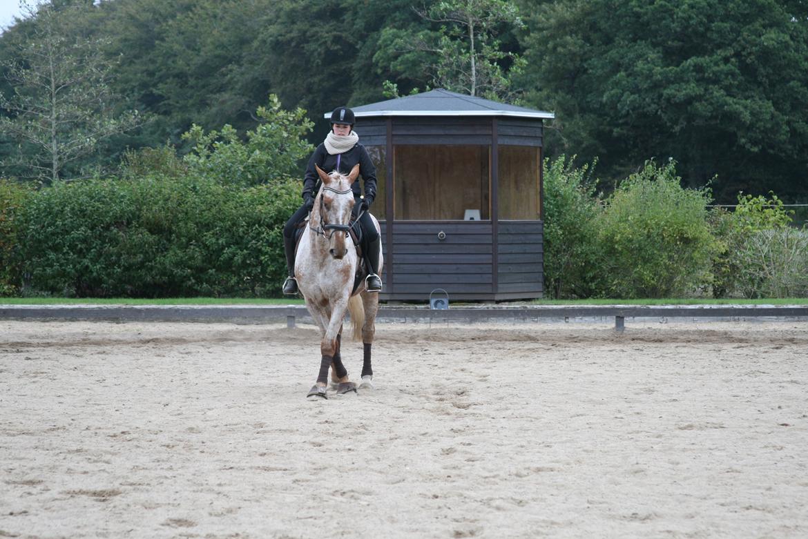 Knabstrupper Pheline Markdalgaard *tidligere hest* billede 17