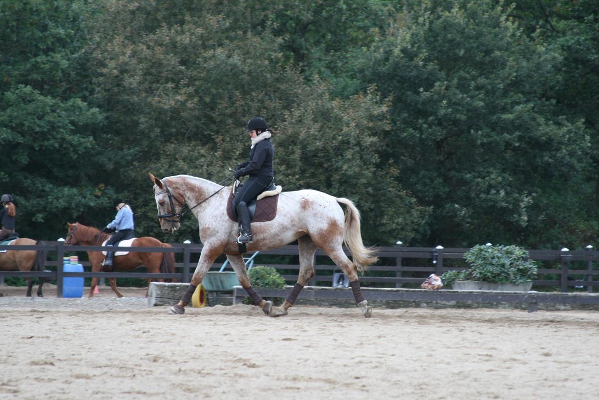 Knabstrupper Pheline Markdalgaard *tidligere hest* billede 16