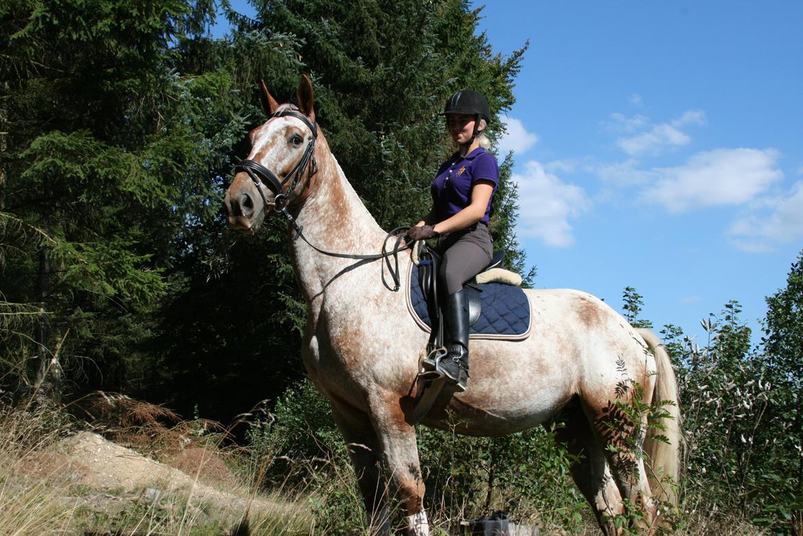 Knabstrupper Pheline Markdalgaard *tidligere hest* billede 11