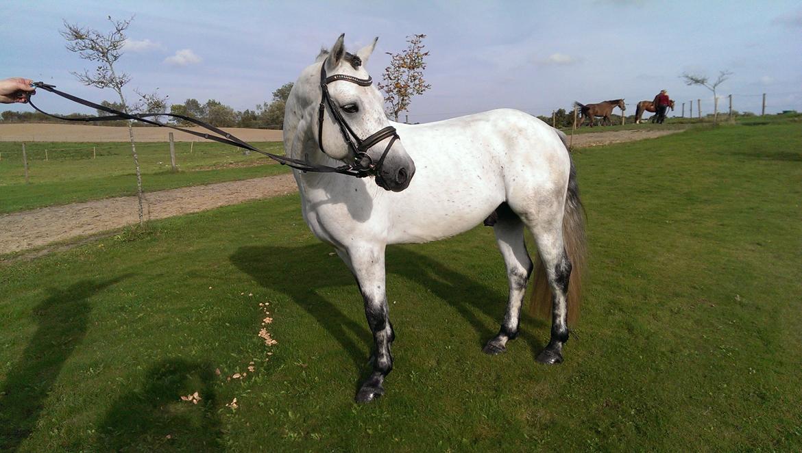 Connemara <3Asasara Hugin<3 billede 18