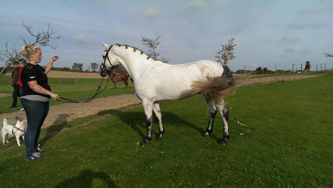 Connemara <3Asasara Hugin<3 billede 19
