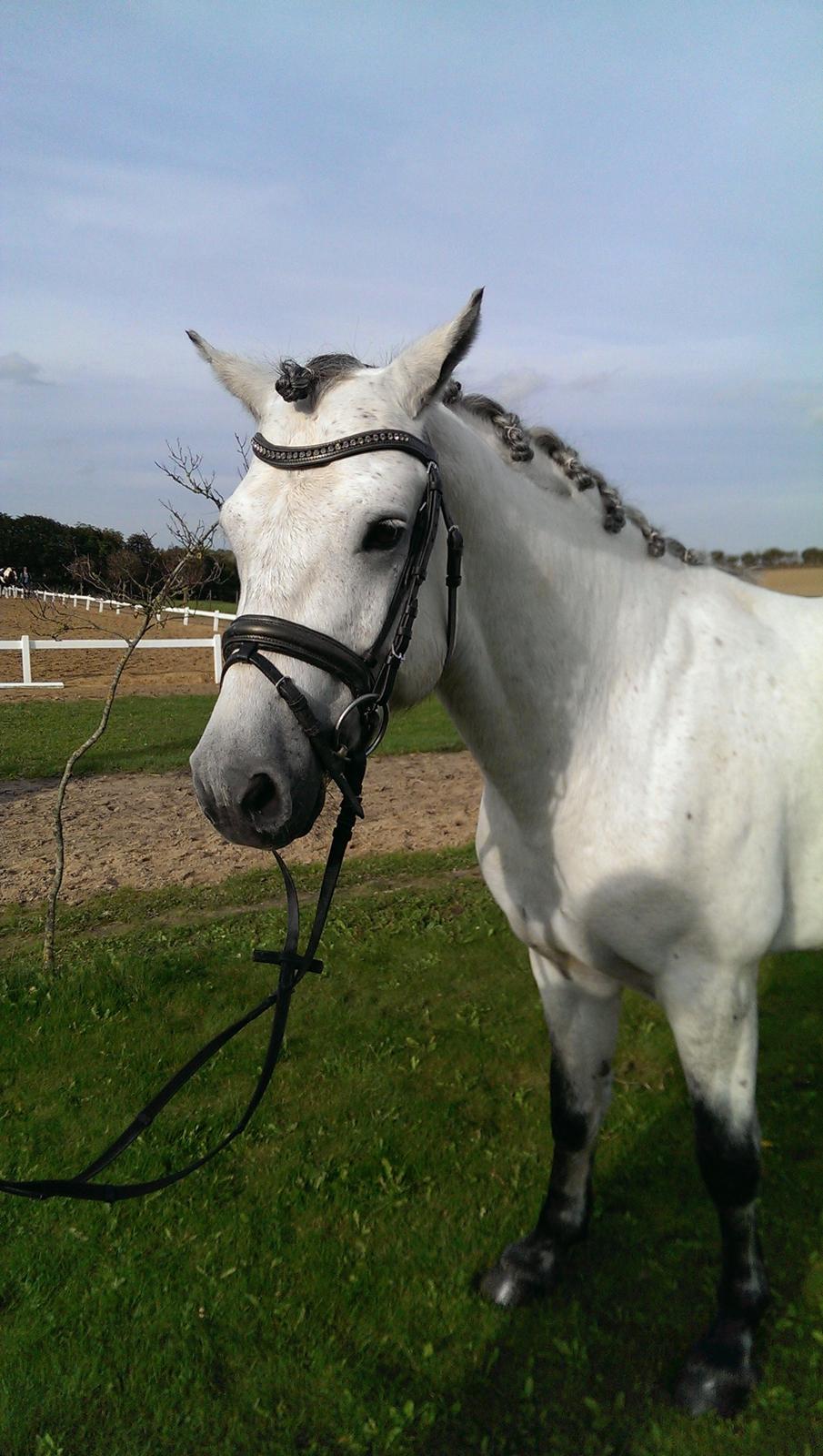 Connemara <3Asasara Hugin<3 billede 20