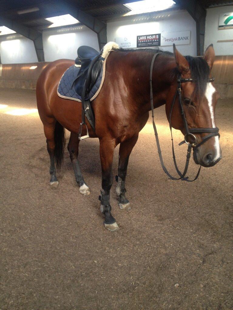 Dansk Varmblod Lillelunds Cheval (Heidi) billede 5