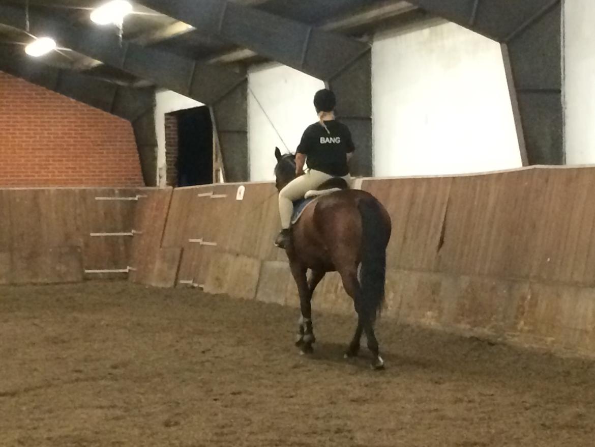 Dansk Varmblod Lillelunds Cheval (Heidi) billede 8