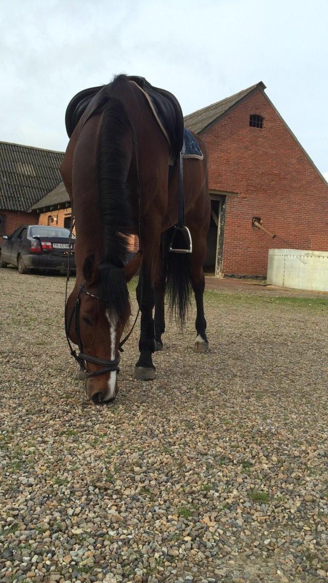 Dansk Varmblod Lillelunds Cheval (Heidi) billede 3