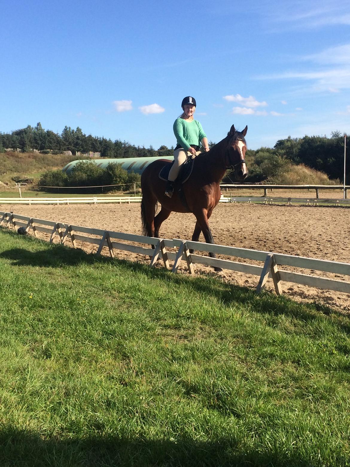 Dansk Varmblod Lillelunds Cheval (Heidi) billede 2