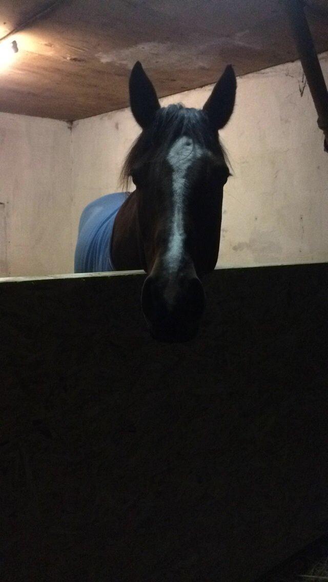 Dansk Varmblod Lillelunds Cheval (Heidi) - En lille staldhypper <3 billede 9