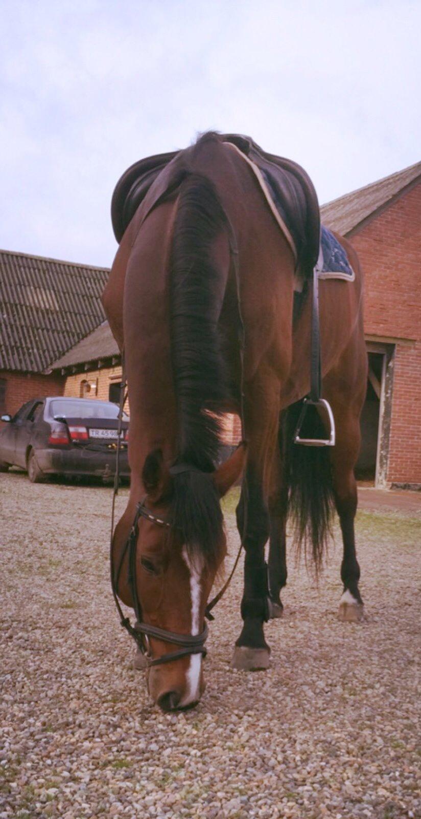 Dansk Varmblod Lillelunds Cheval (Heidi) billede 6