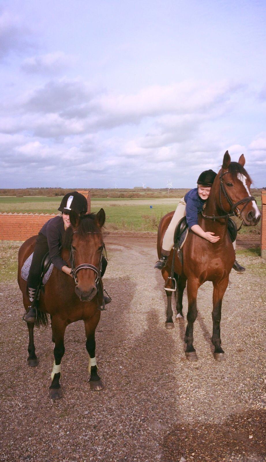 Dansk Varmblod Lillelunds Cheval (Heidi) billede 12