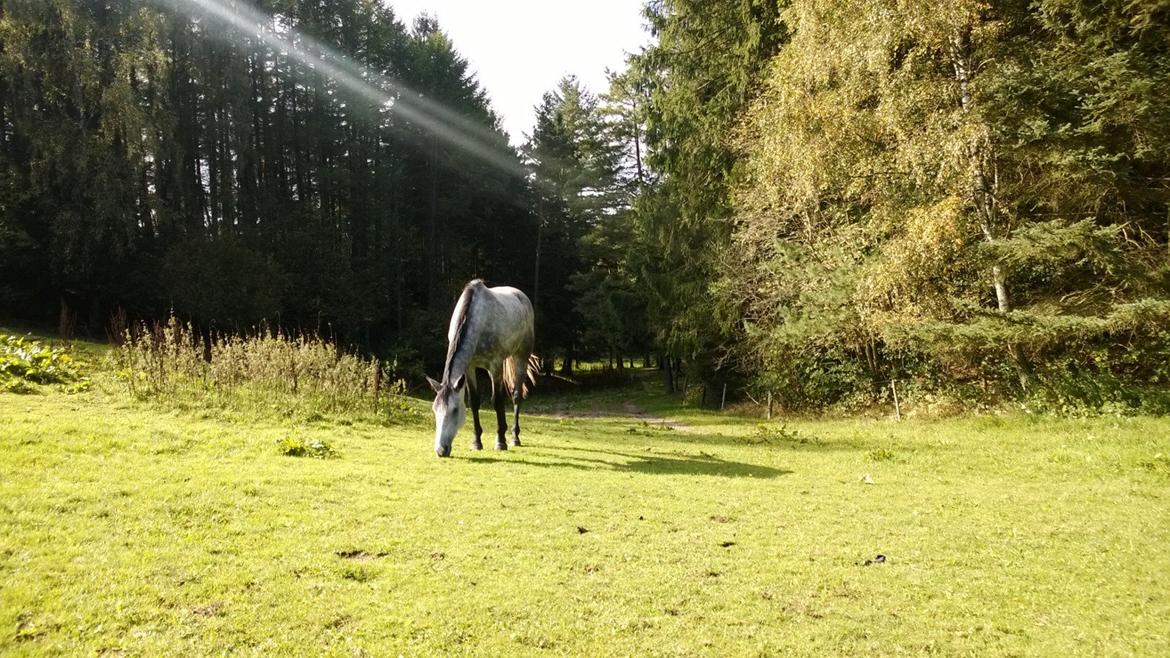 Dansk Varmblod Lotus Esprit W *SOLGT* - Smukke Tusse i efterårssolen 27-09-2014 billede 35