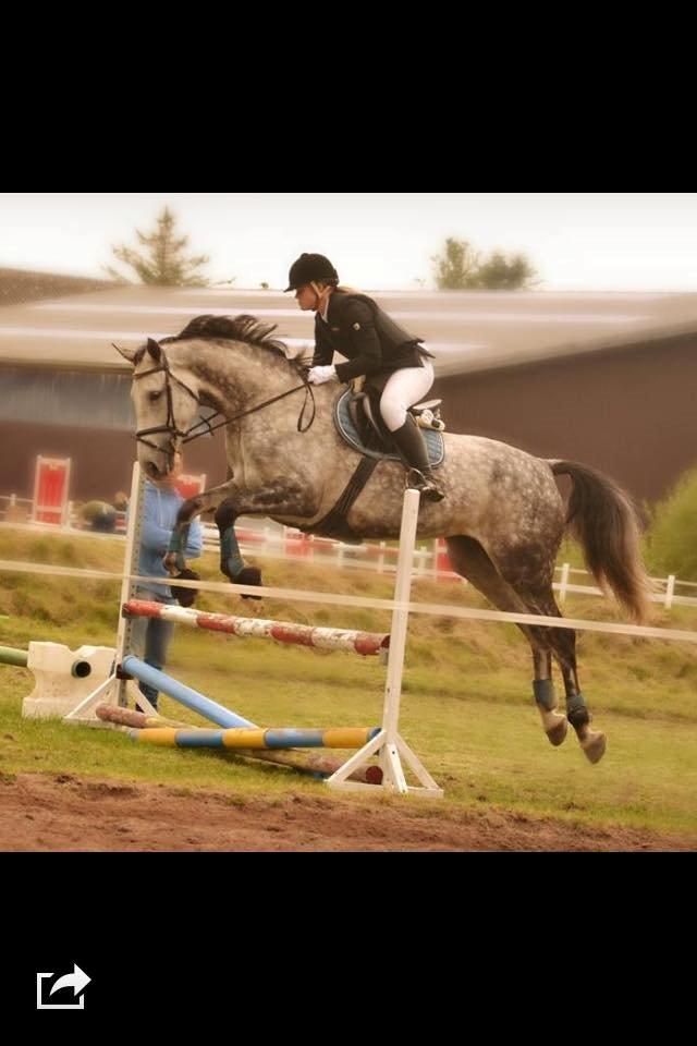 Dansk Varmblod Corina k billede 11