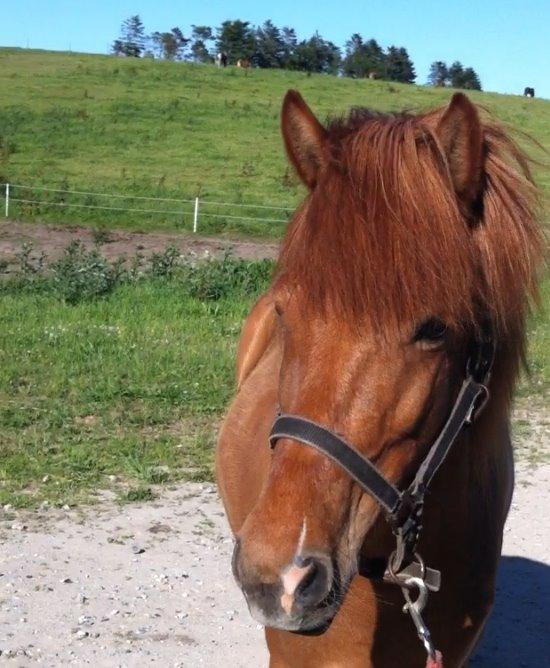 Islænder Sunna fra Skovgaarden - Min smukkeste pige. billede 16