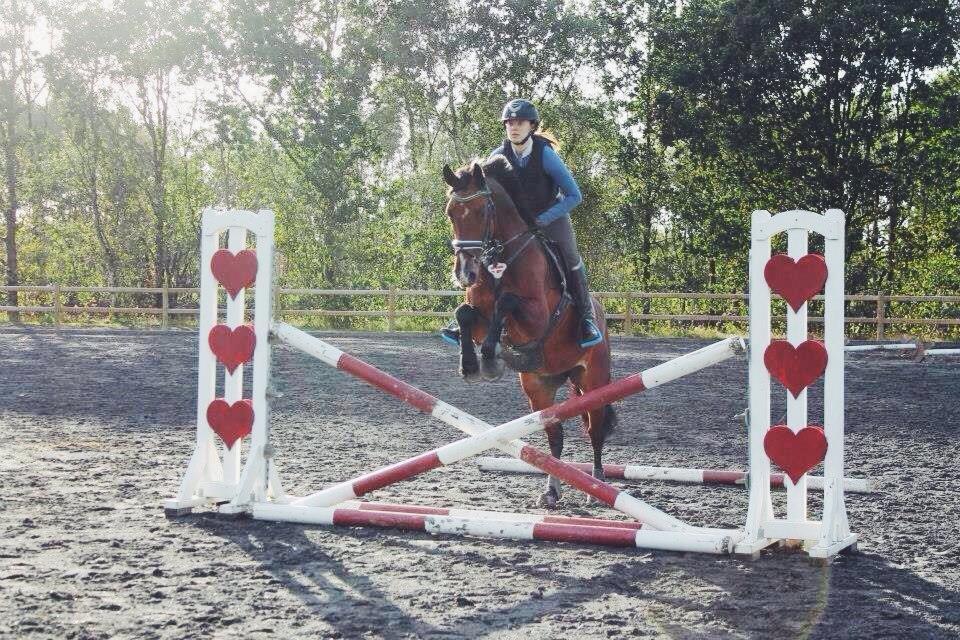 Dansk Varmblod Carsiaz Himmelhest billede 13