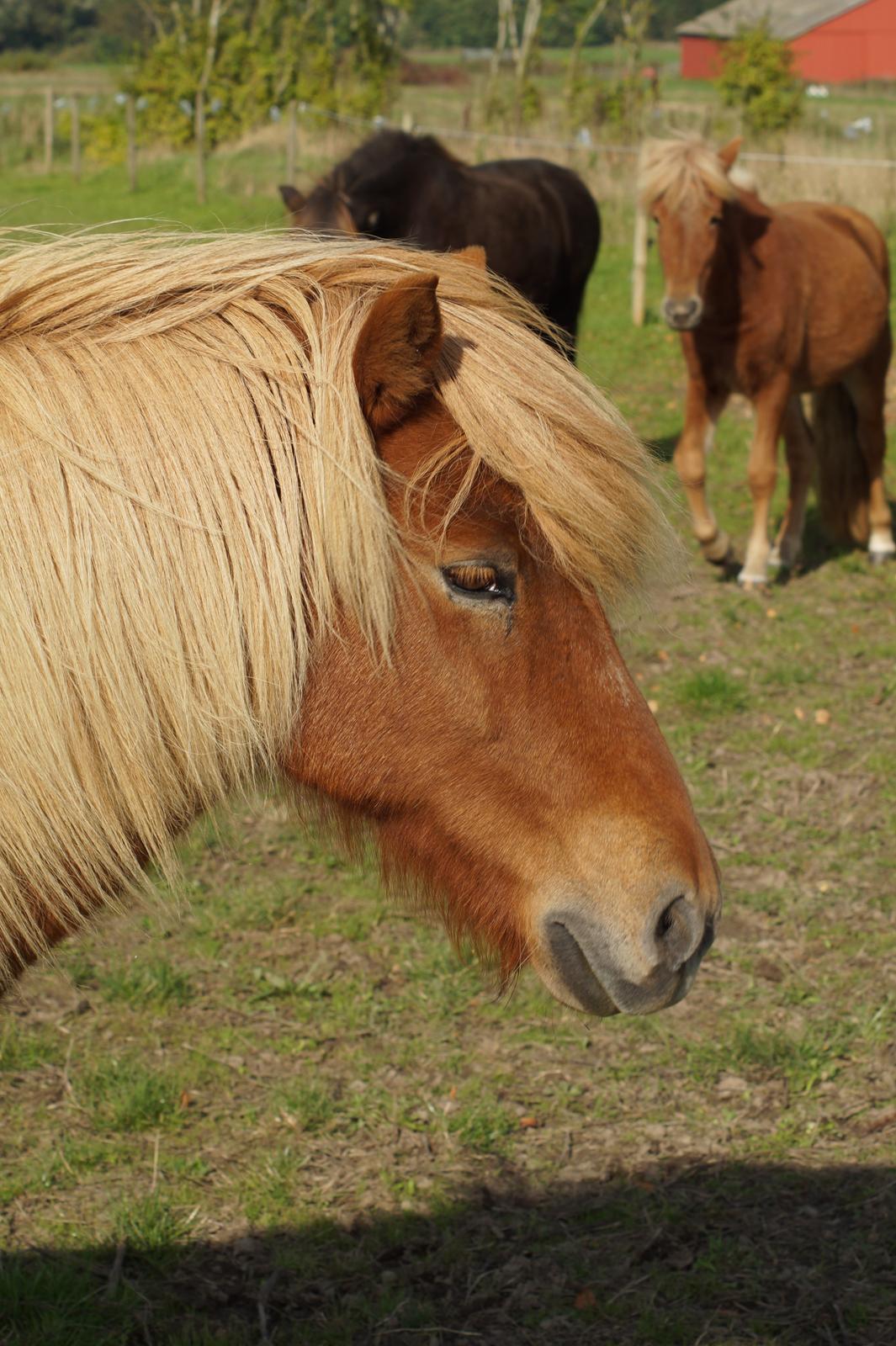 Islænder Eldur billede 5